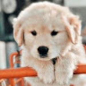 Meet your Posher, Berverlhye